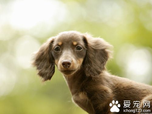 怎樣訓練小狗狗   訓練要分步進行不能過急