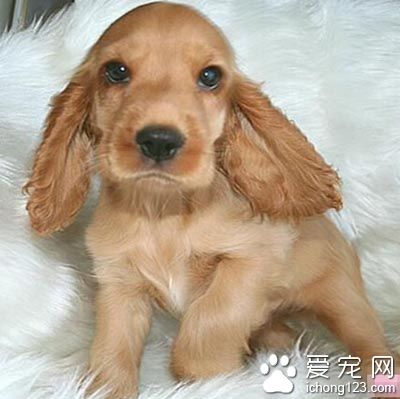 怎樣訓練可卡犬 可卡取物訓練方法