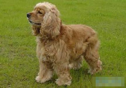可卡犬訓練 首先訓練有規律的排便