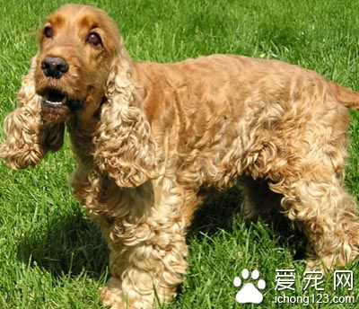 可卡犬怎麼訓練 注意調動狗的積極性