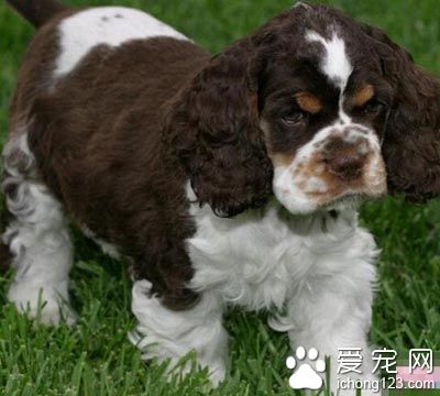 可卡怎麼訓練 狗狗大小便的訓練  