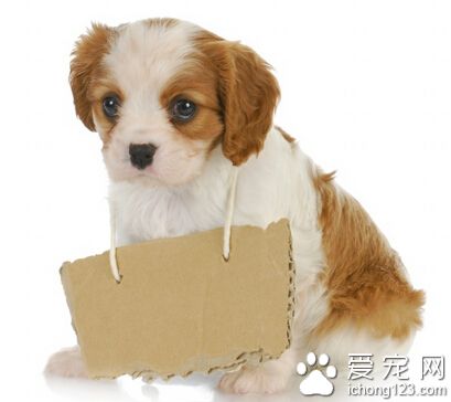 訓練狗狗口令 犬具有敏銳的聽分析器