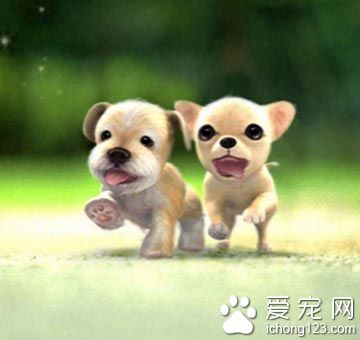 狗狗怎樣訓練 狗狗坐下別動的訓練