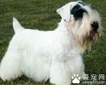 西裡漢梗如何訓練 幼犬易接受訓練