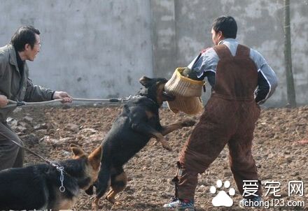 訓練狗狗撲咬 撲咬有風險主人需謹慎