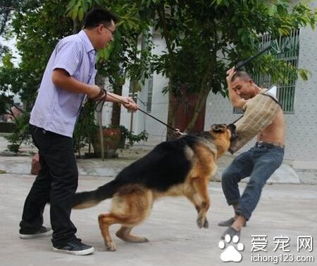 訓練狗狗撲咬 撲咬有風險主人需謹慎