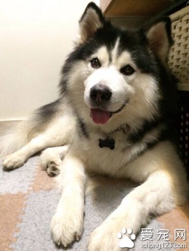 如何訓練狗狗站 帶上項圈方便站立