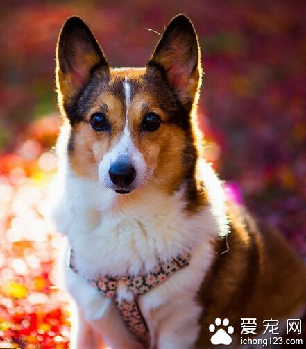 小狗狗怎麼訓練 以鼓勵與獎勵的方式