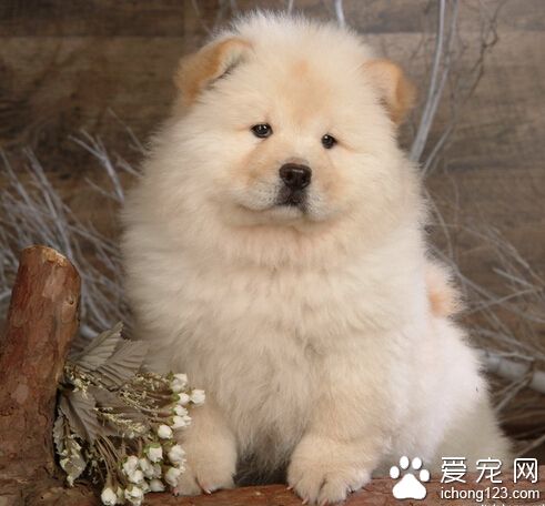 狗狗大小便的訓練 獎勵懲罰要及時