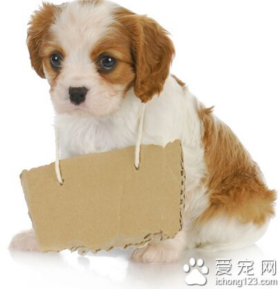 訓練狗狗的方法 注意十個訓練狗狗的要點