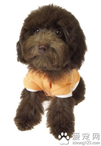 狗狗多大可以開始訓練 幼犬對外界充滿好奇和探索