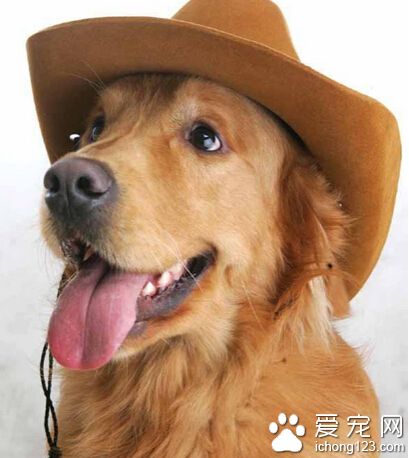 狗狗訓練動作 從基本的動作開始訓練