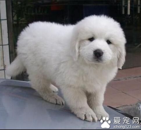 如何訓練大白熊犬 首先要培養它的順從意識