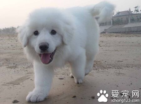 大白熊犬會看家嗎 國內很少用大白熊看家