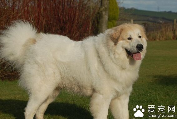 大白熊犬訓練 循序漸進由簡入繁因犬制宜
