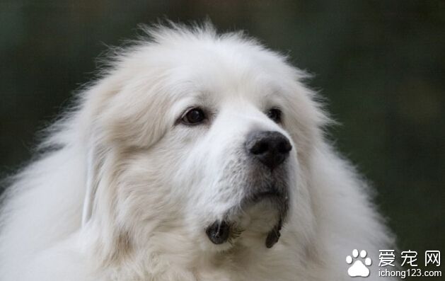 大白熊犬會咬人嗎 多數不會主動攻擊人類