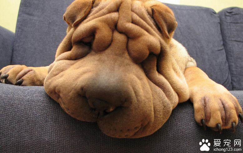 沙皮犬好養嗎 飼養沙皮犬一定要有足夠的時間