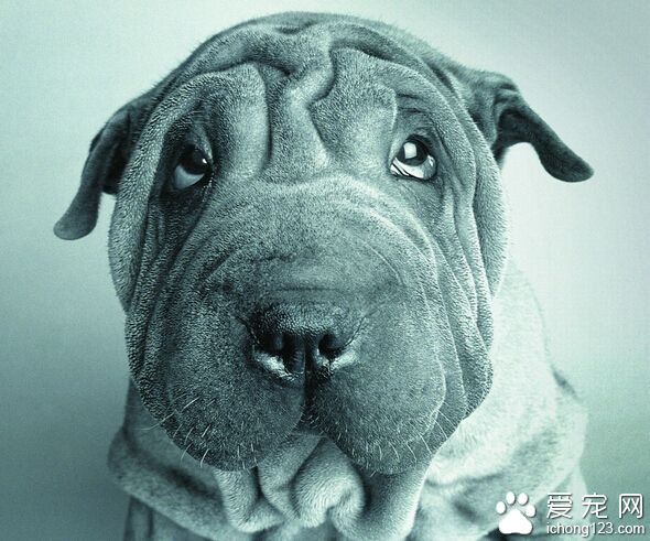 沙皮狗能長多大 它不是很大屬於中型犬