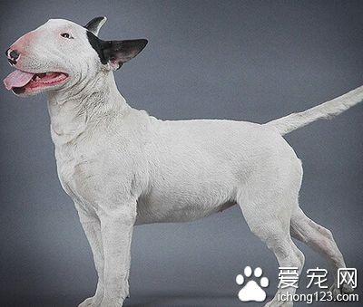 牛頭梗怎麼訓練 能正確有方法的去訓練