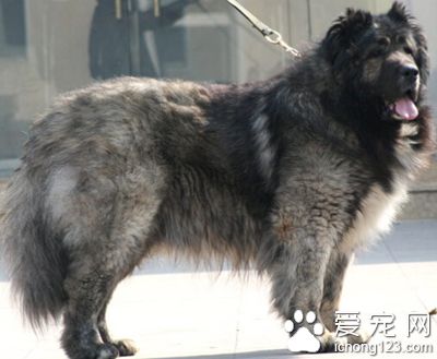 高加索犬怎麼訓練 因材施教耐心馴養