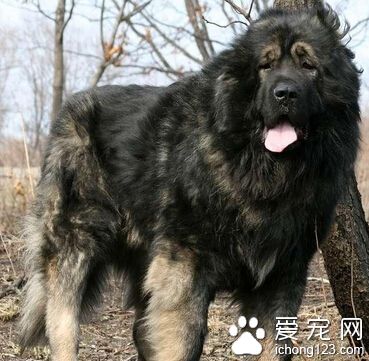 高加索犬怎樣訓練 循序漸進慢慢地訓練