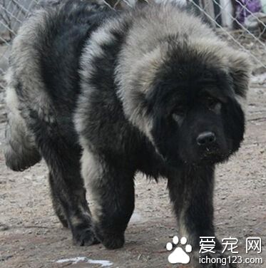 高加索犬好訓練嗎 必修的訓練課程