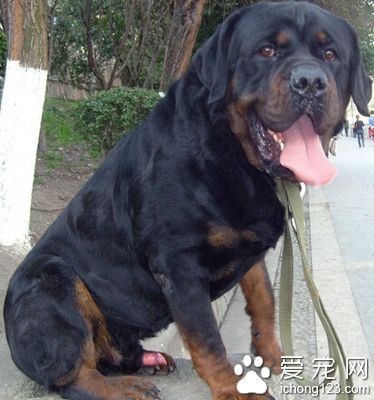 羅威納犬好訓練嗎 接受能力強