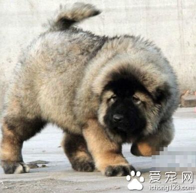 怎樣訓練高加索犬 分階段性去訓練