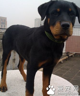 羅威納犬如何訓練 訓練技巧和方法