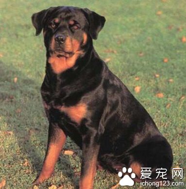 羅威納犬訓練方法 羅威納犬護主訓練