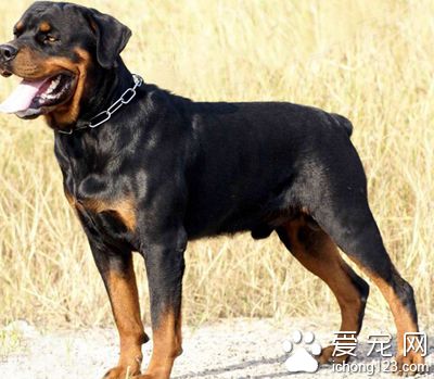 羅威納犬怎麼訓練 羅威納犬坐下訓練