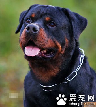 羅威納犬怎麼訓 羅威納犬的看家訓練