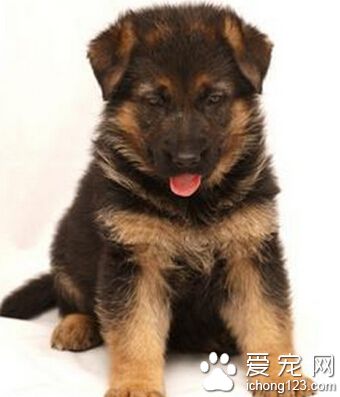 德國牧羊犬訓練 應該注重獎懲分明