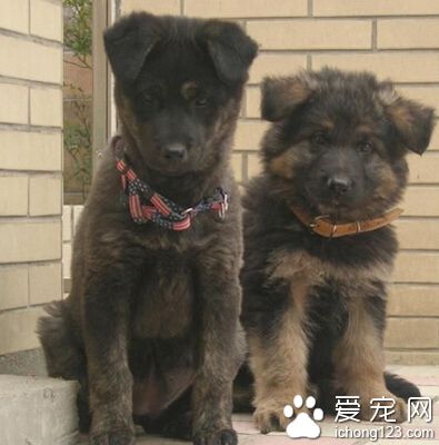 德國牧羊犬訓狗教程 在信任的基礎上訓練