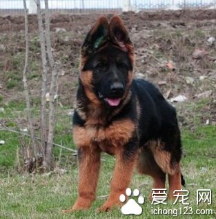 德國牧羊犬訓練方法 訓練要統一口令