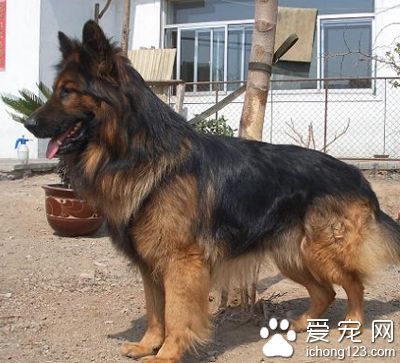德國牧羊犬怎麼訓練 接受能力非常強