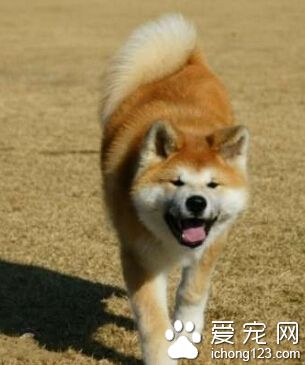 如何訓練秋田犬 隨時隨地訓練