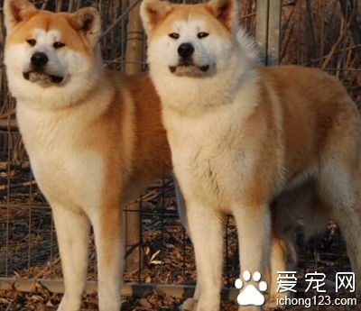 怎樣訓練秋田犬 訓練一定要有耐心