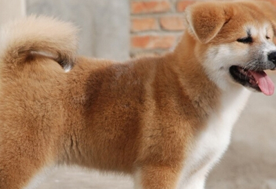 秋田犬好訓練嗎 是很好訓練的優秀品種