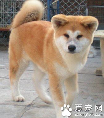 秋田犬訓練 它的性情是比較倔強的