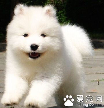 薩摩耶好訓練嗎 要有耐心和愛心去教育