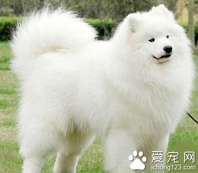 怎麼訓練薩摩耶 方法大同小異