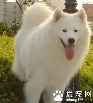 怎樣訓練薩摩耶犬 訓練薩摩耶5大要素