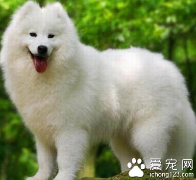 薩摩耶犬智商 是只很聰明的狗狗