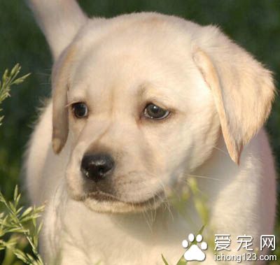 拉布拉多怎麼訓練 應該堅持訓練