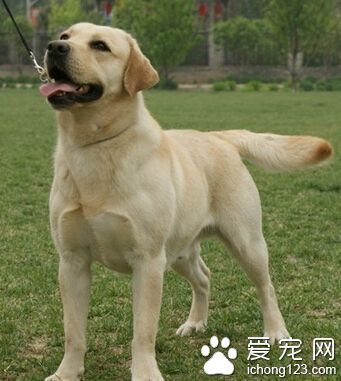 如何訓練拉布拉多犬 在吃飯前進行訓練
