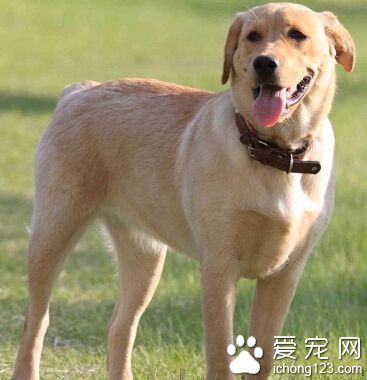 拉布拉多護主嗎 對主人忠心耿耿