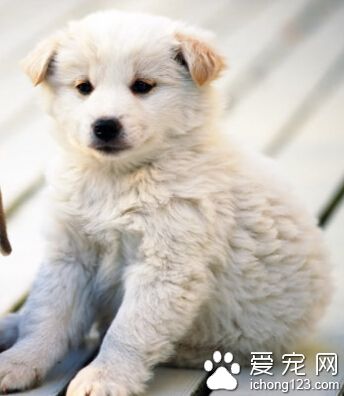 狗狗多大可以訓練 應該從幼年開始