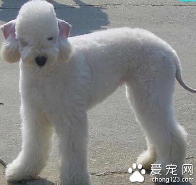 貝靈頓梗可訓練性 是具有強韌下颚的品種