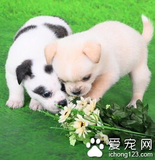 訓練狗狗技巧 適當的強迫訓練也是有必要的